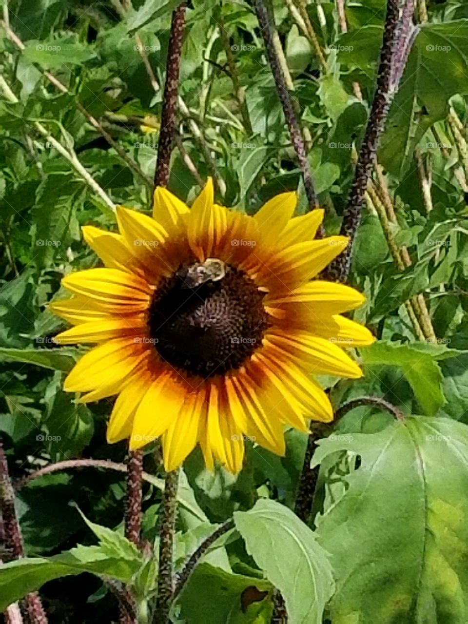 Happy sunflower