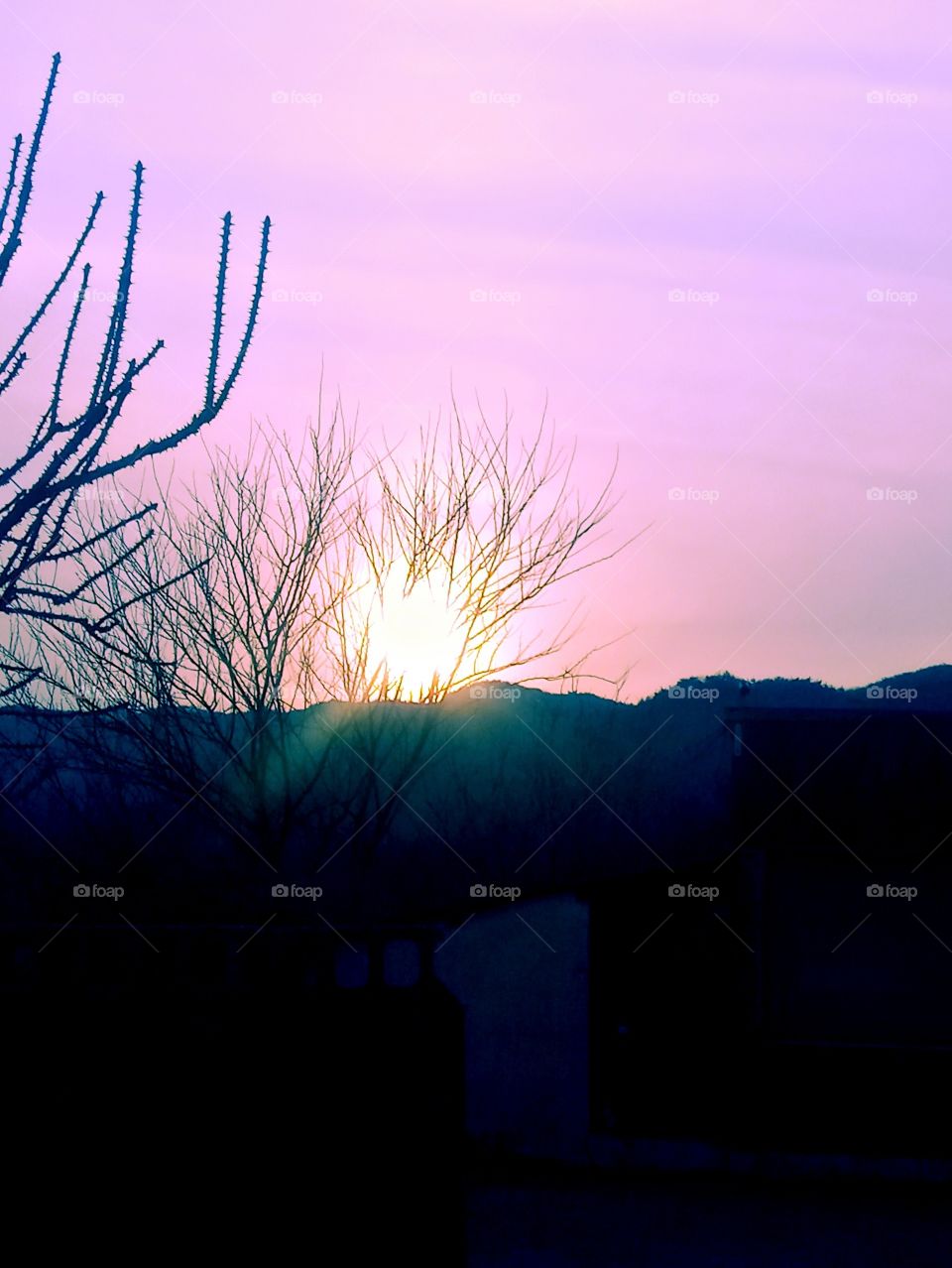 The sunlight from the sunset passes through the plants that cover it. tongdosa ,south korea.