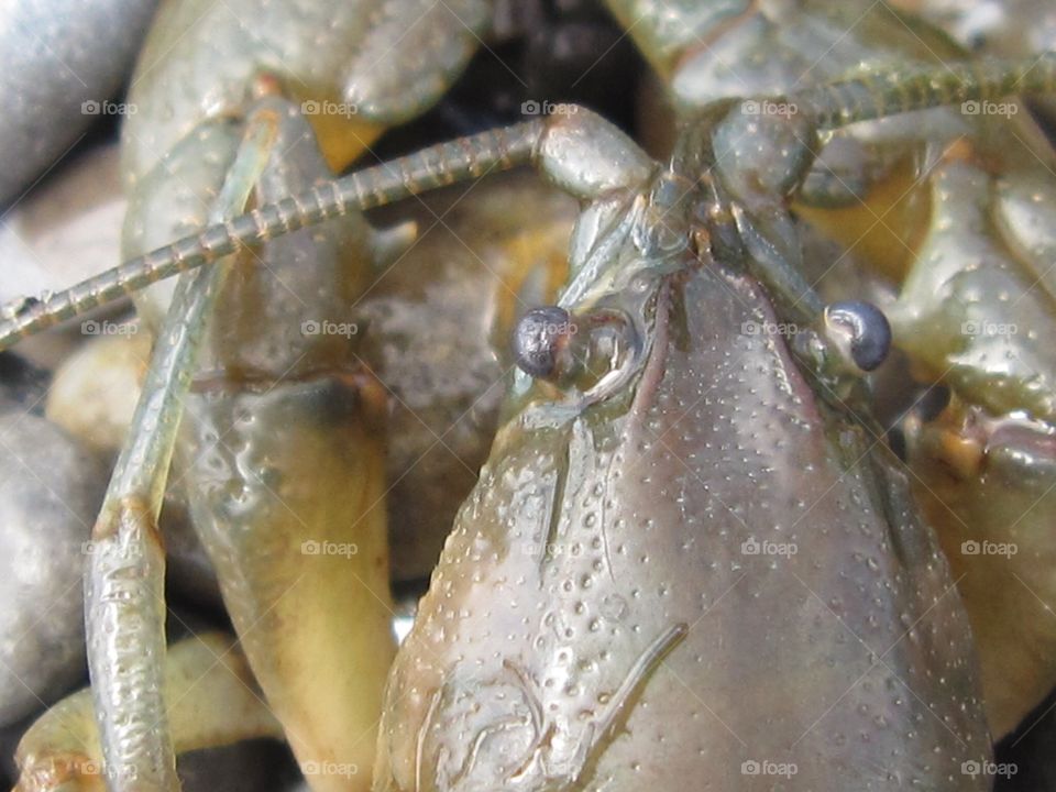 Ontario crayfish head