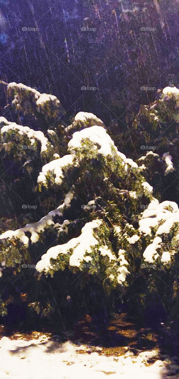 This Winters First Snow, Vienna 11/2021