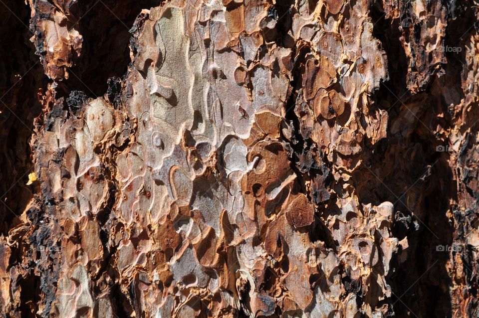 Bark