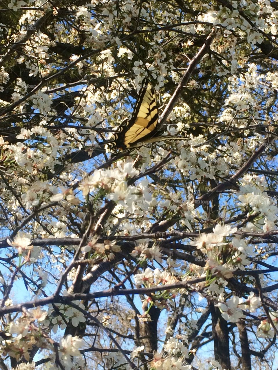 Spring is here!!. Butterfly in a plum tree
