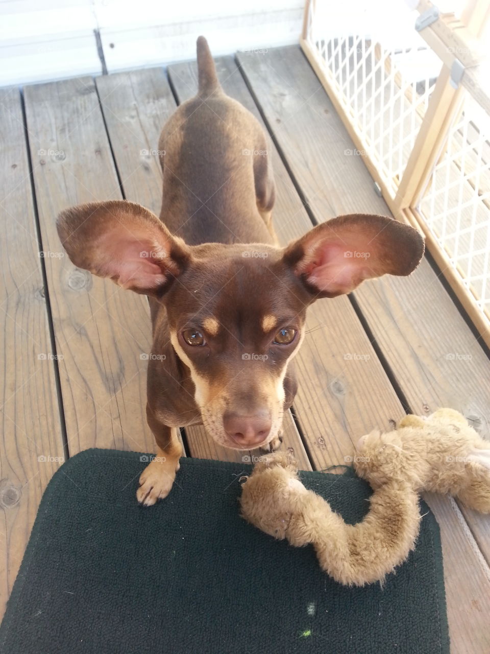 Small dog with big ears