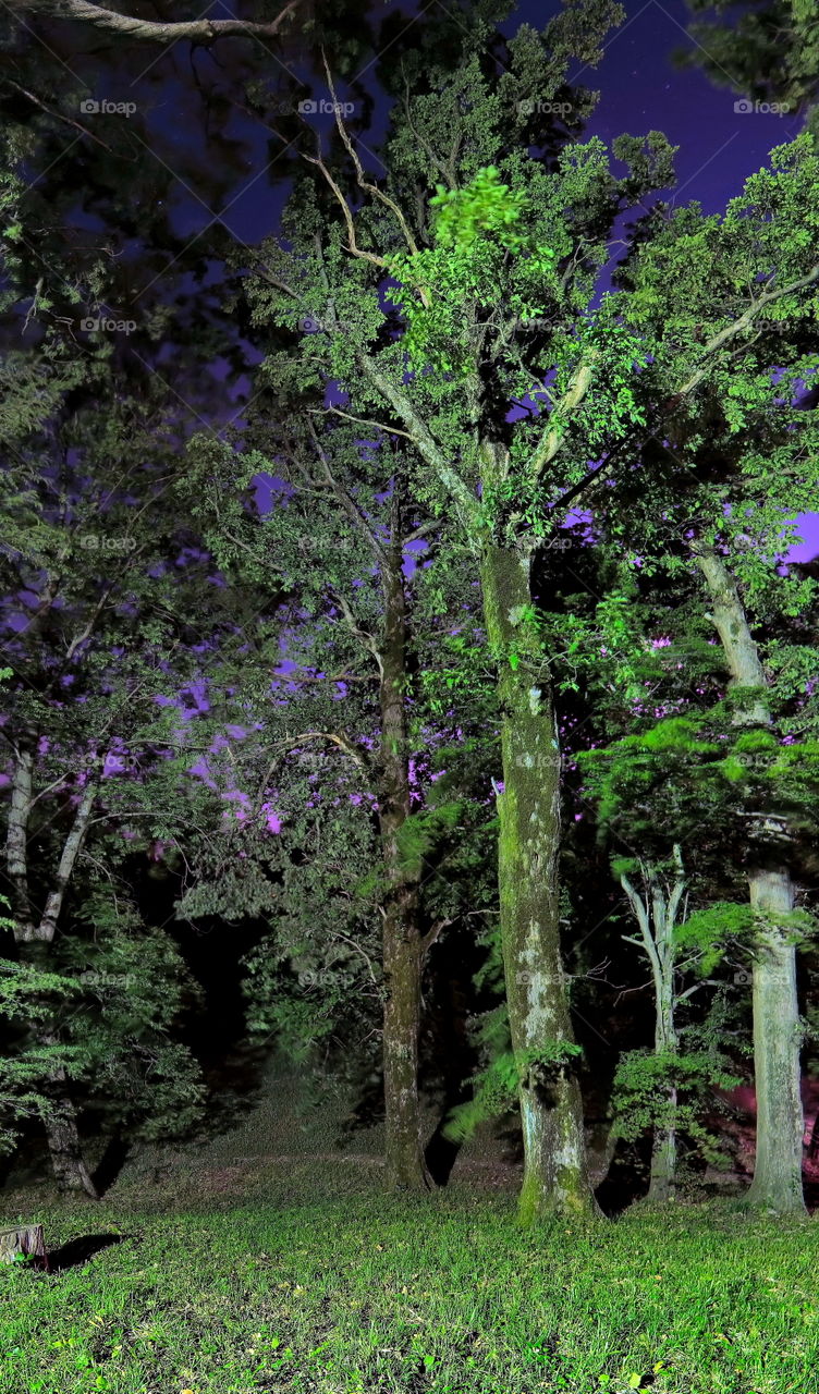 night forest, magical, mysterious, light, trees, south, Sochi, lantern, romance, sleep, midnight, walk, insomnia, August, greens, color