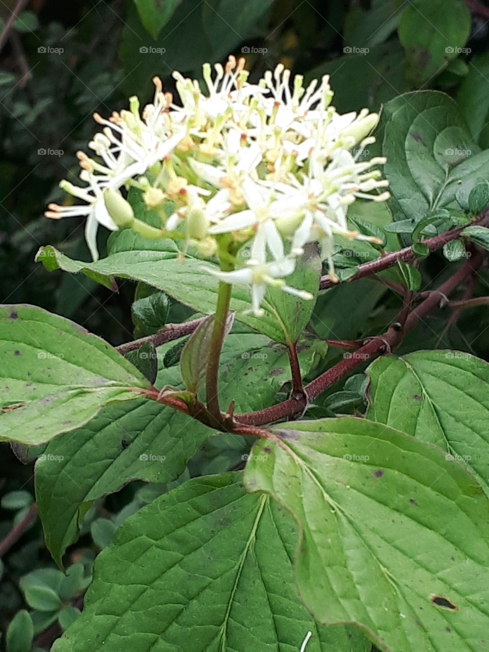 Nature, Leaf, No Person, Flora, Closeup