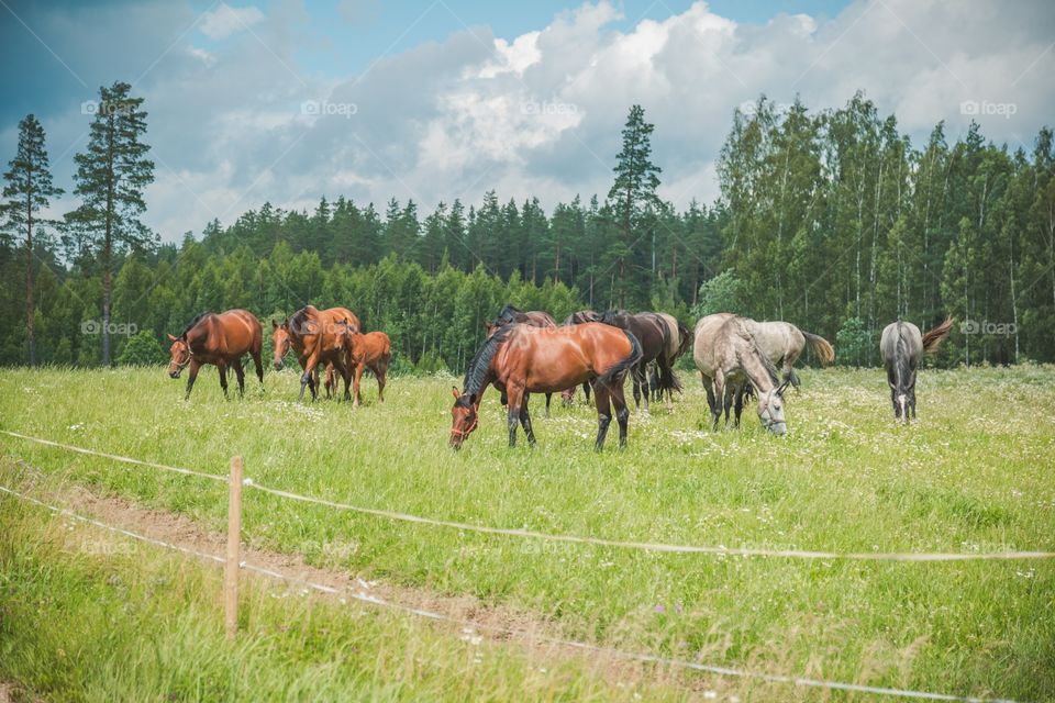 Pasture, Hayfield, Grass, Field, Rural