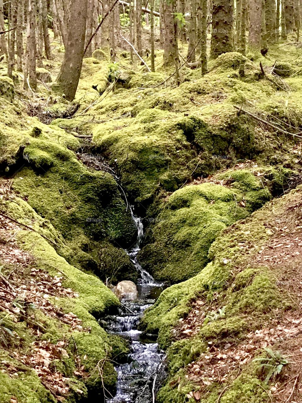 A little waterfall coming out of the mystical forest