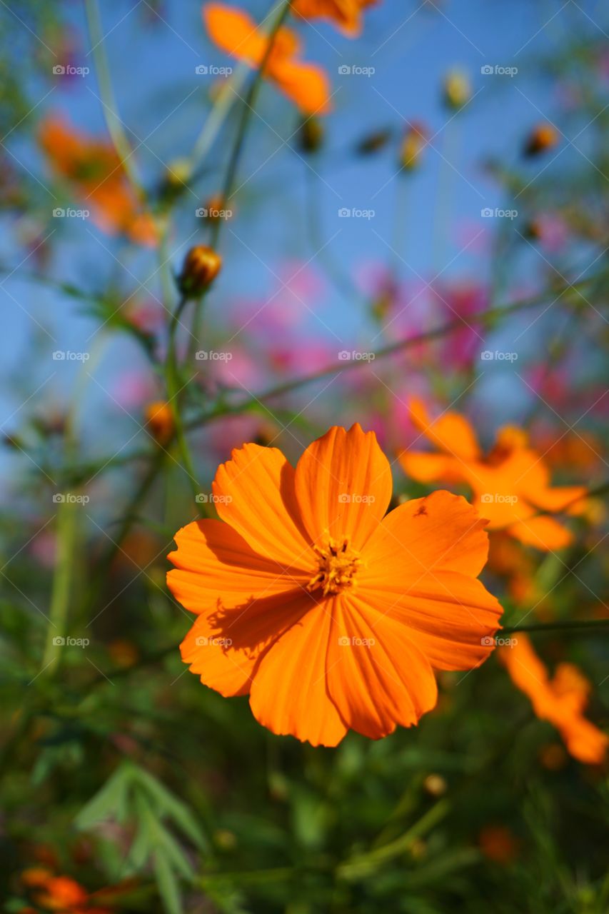 Japan. Flower garden