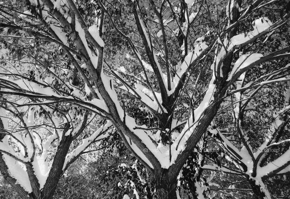 Snow on trees black and white