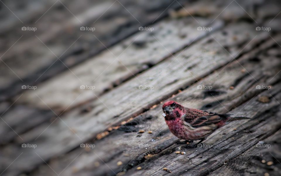 Purple finch