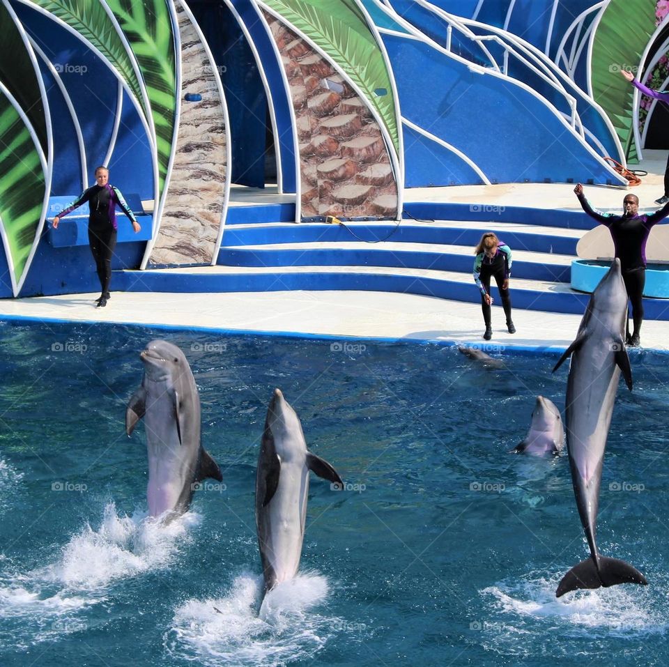 Dolphins jumping 