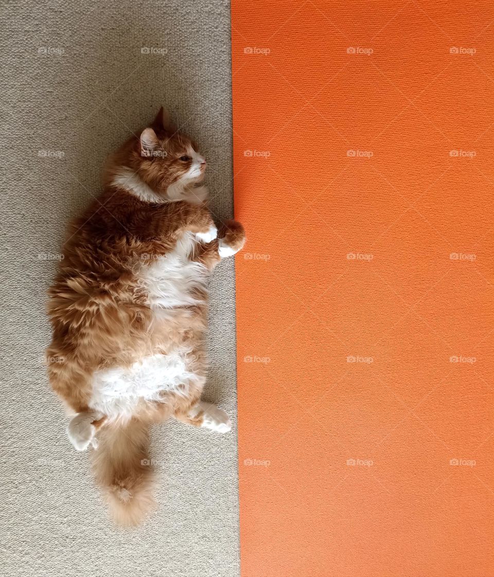 orange 🧡 cat relaxing and orange yoga mat training home 😻😁