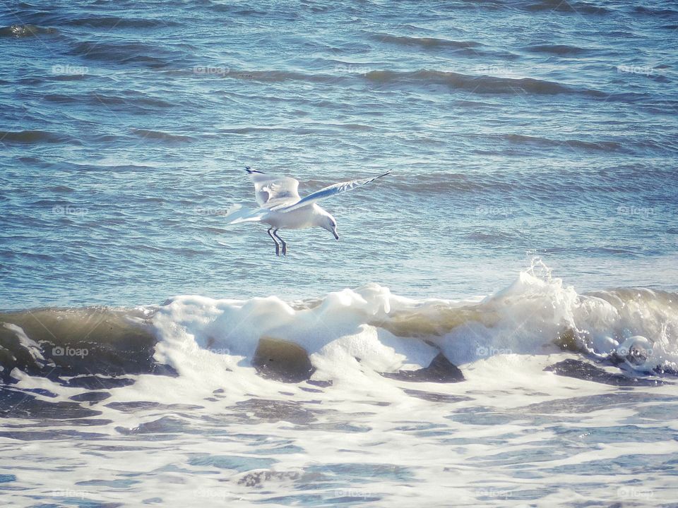 Seagull caught in a gust...