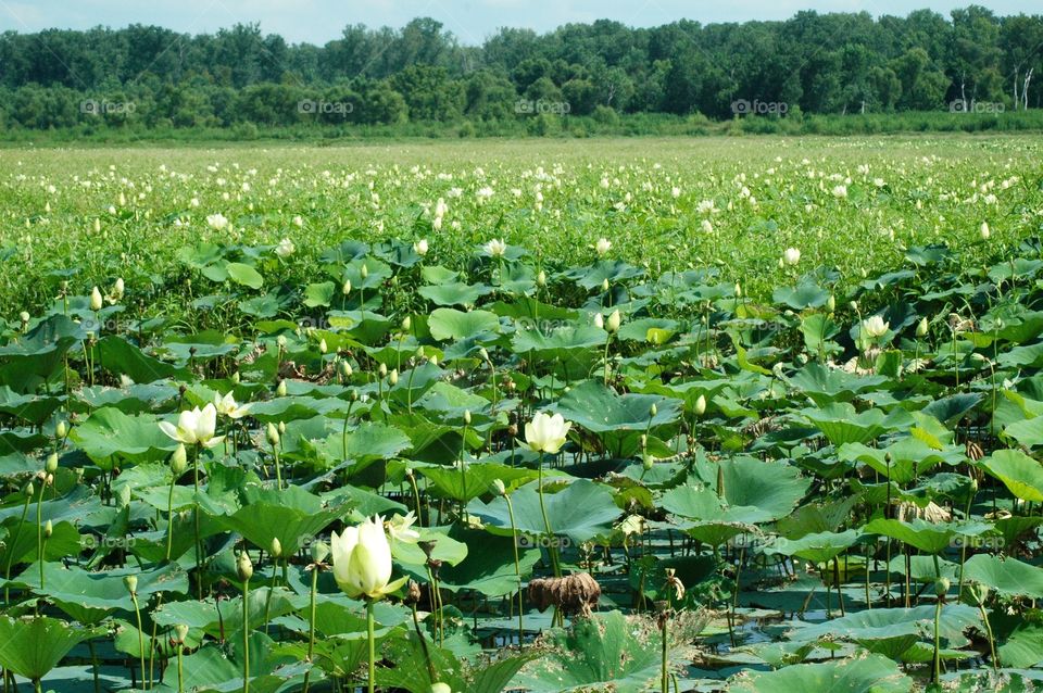 lotus field