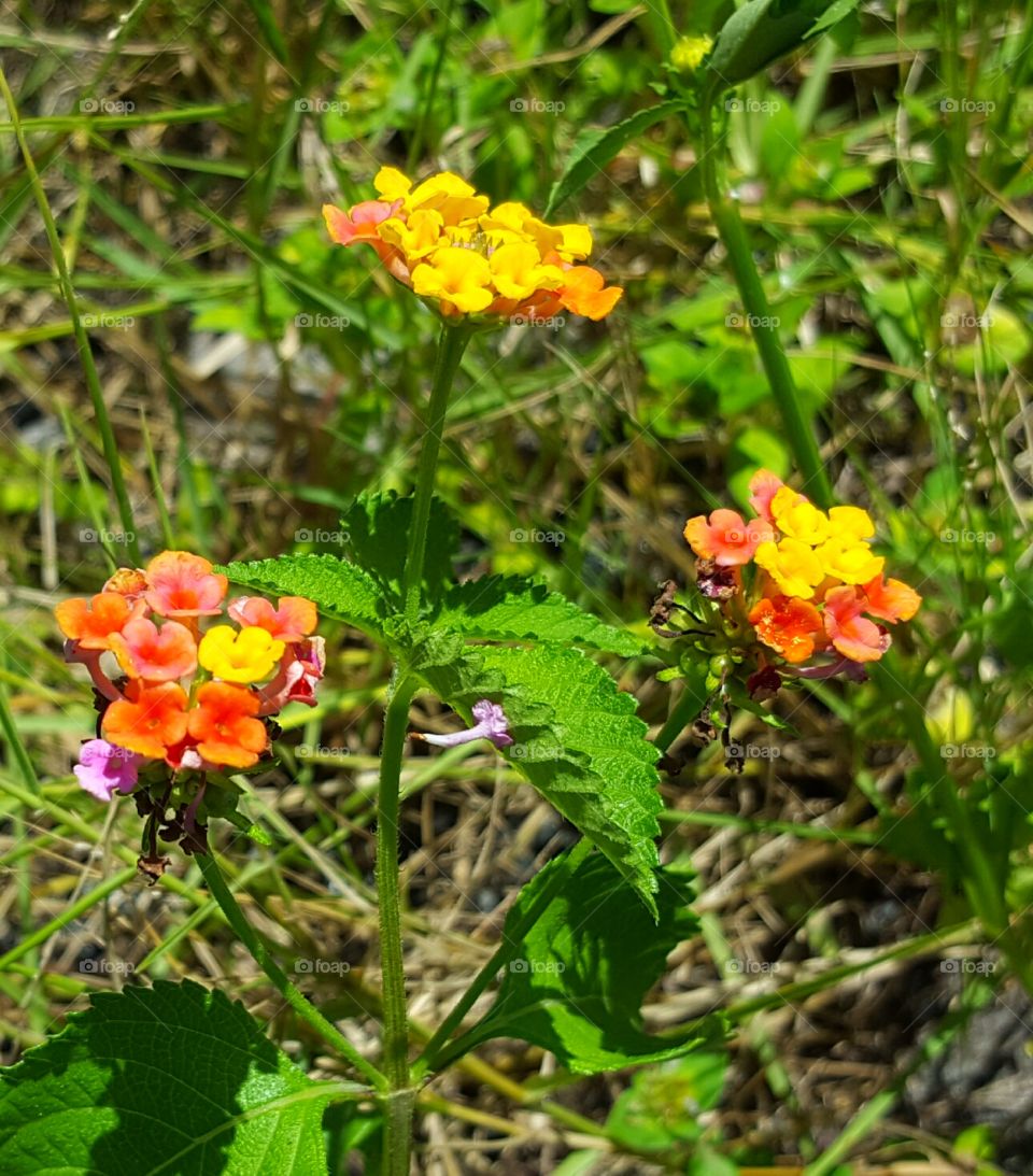 Nature, Flower, Summer, Leaf, Flora