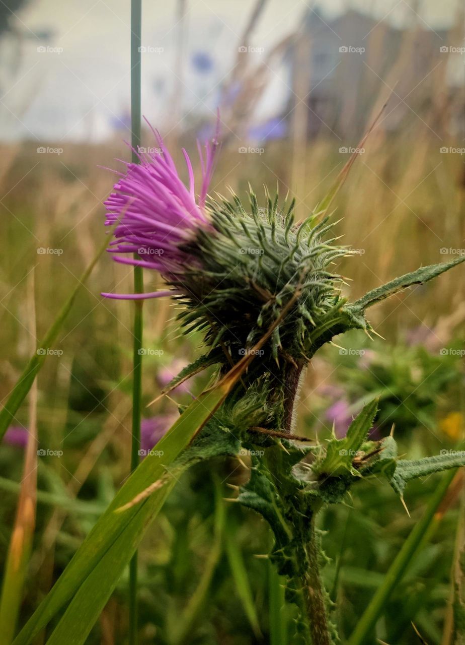 thistle with house in background