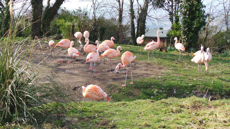 flamingos