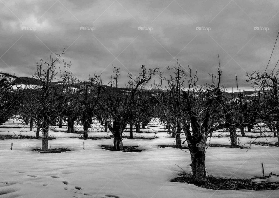 Cold Winters Day at The Orchard "Bare Bones"