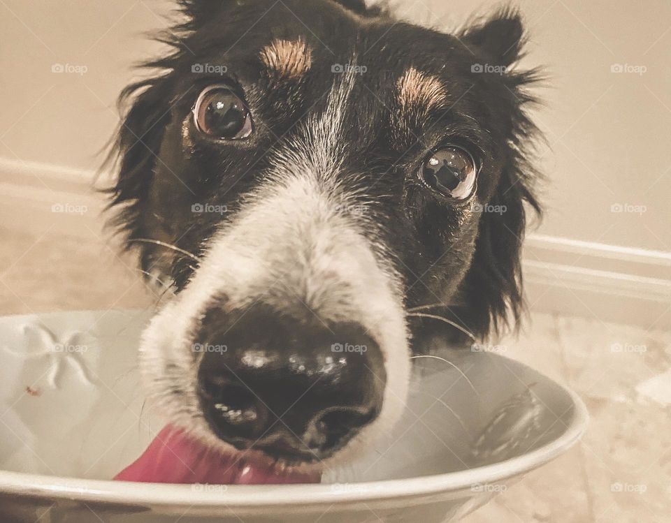 Cute dog licking A food bowl