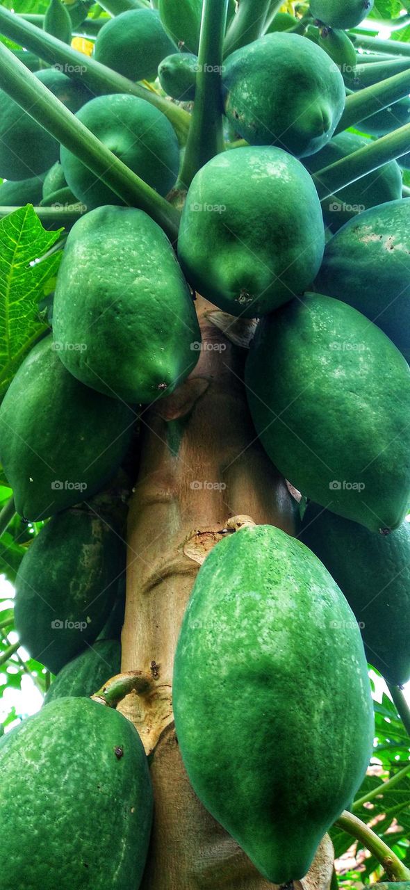 Papaya trees grow thick, taking the fruit, you don't have to use tools