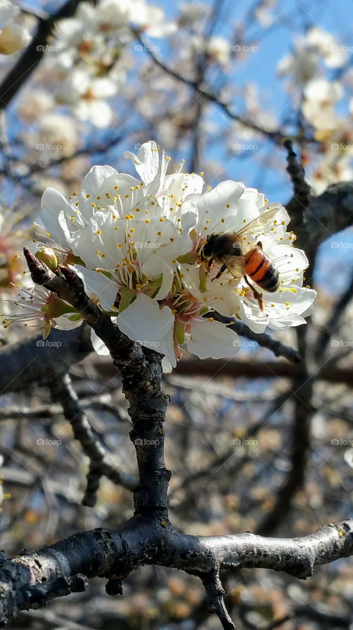 Bee sitting on a pretty flower