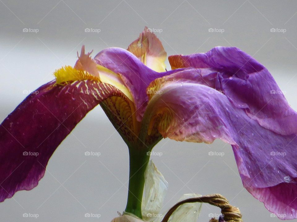 Iris