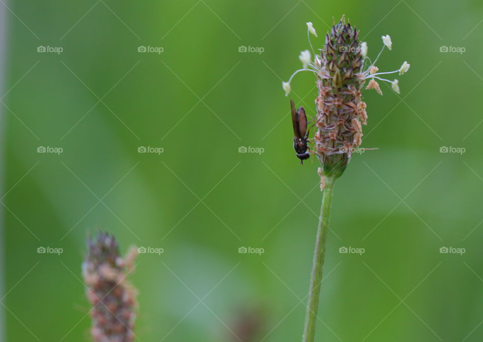 Insect On Grass