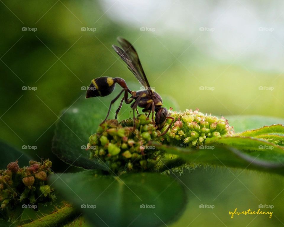 yellow potter wasp