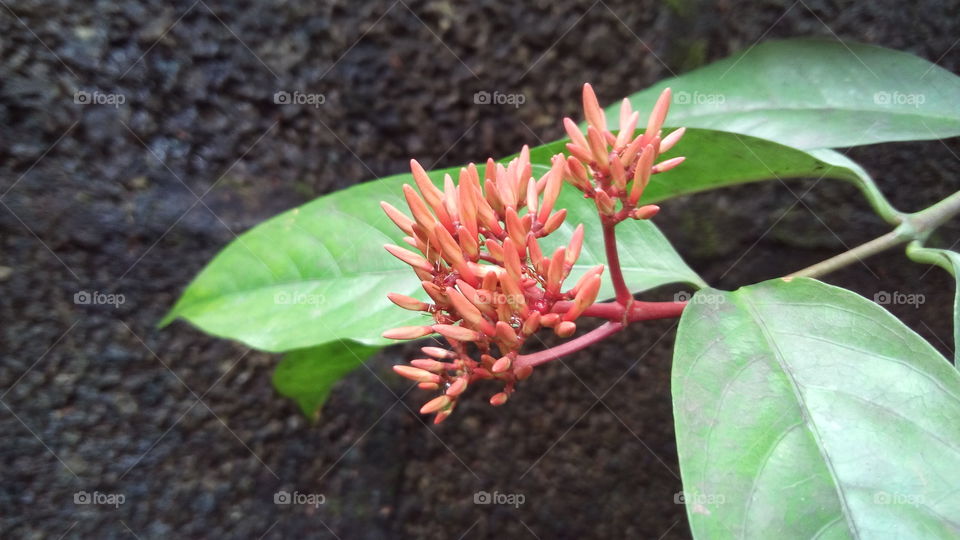 Indian thechi  flower