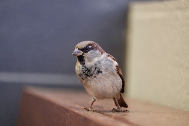 Lone single sparrow perched standing on brick close up view with copy space on blurred background, concept springtime, urban wildlife