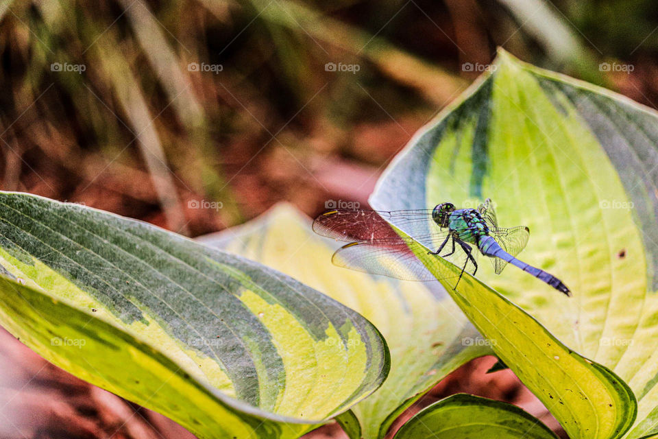 dragonfly on leaves
