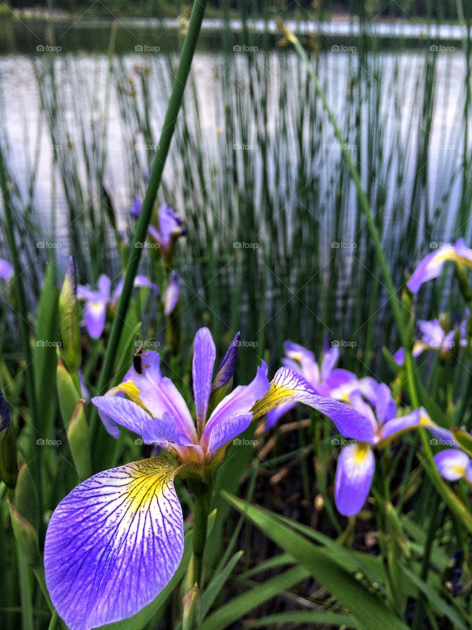 Iris . Flowers 