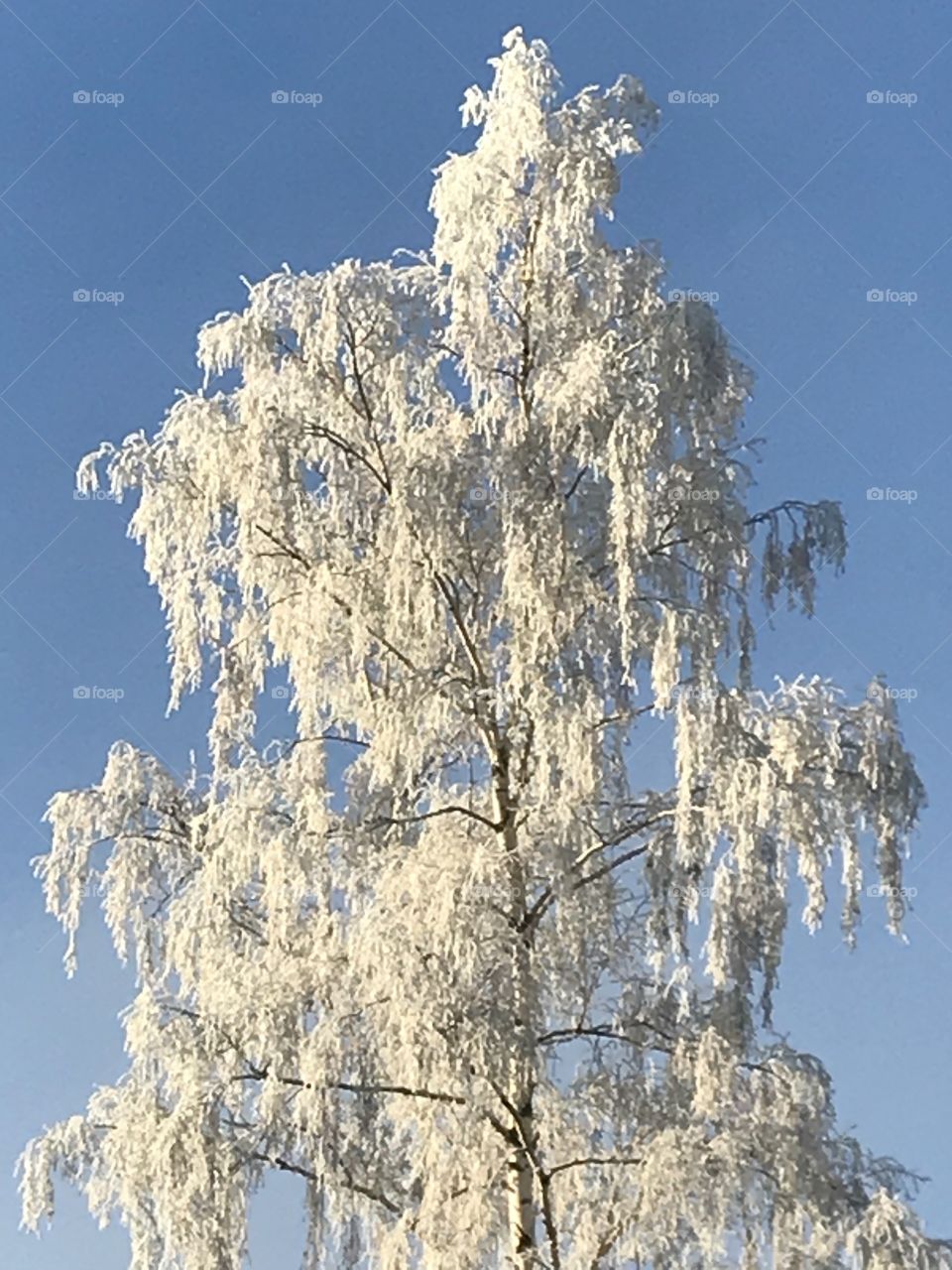 Tree with frost