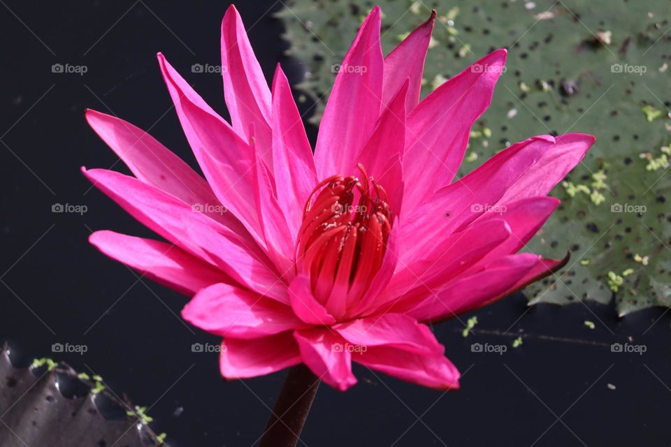 Close up view of a pink blooming lotus in a pond. 