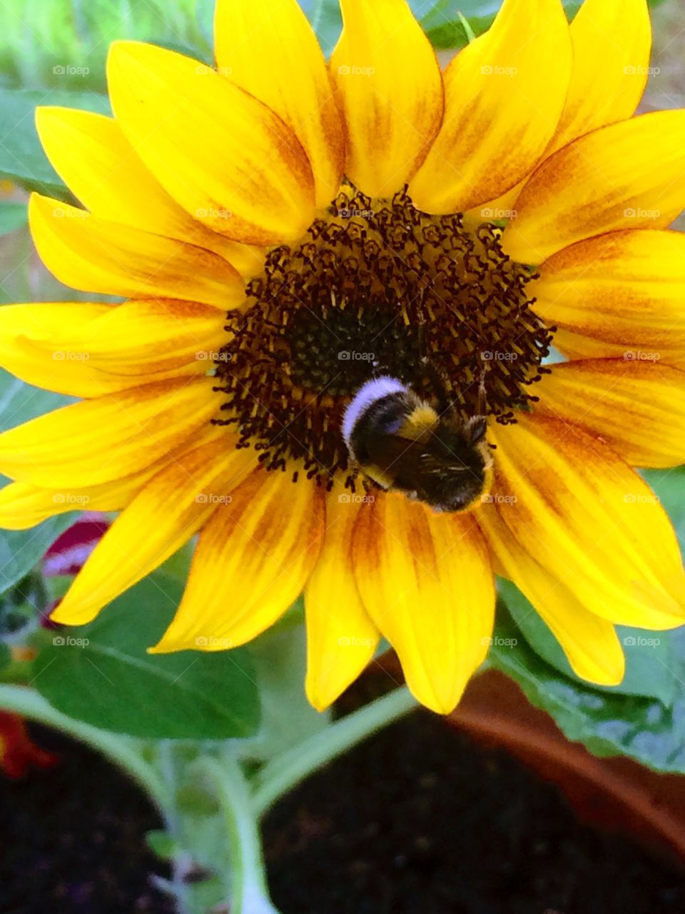 White tailed bumblebee on sunflower, Chertsey, Surrey, England