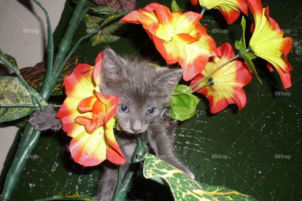 gatinho nas flores