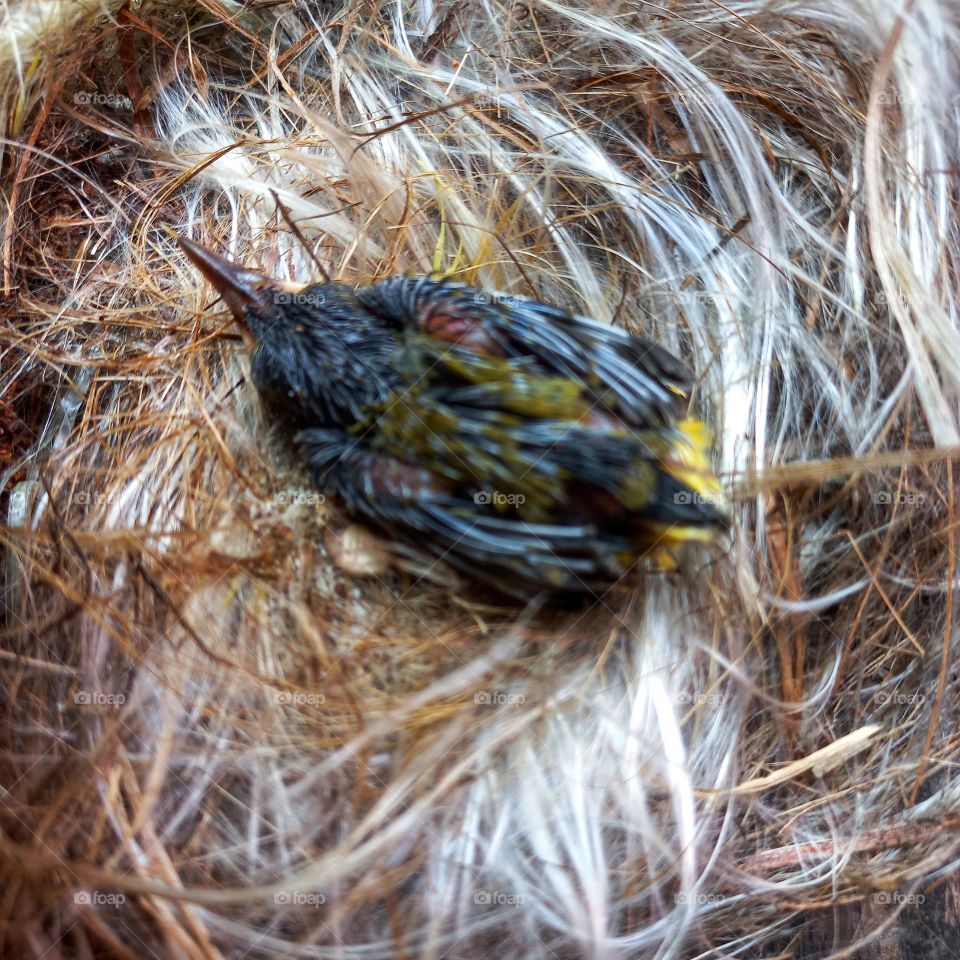 Newly hatched little bird in the nest