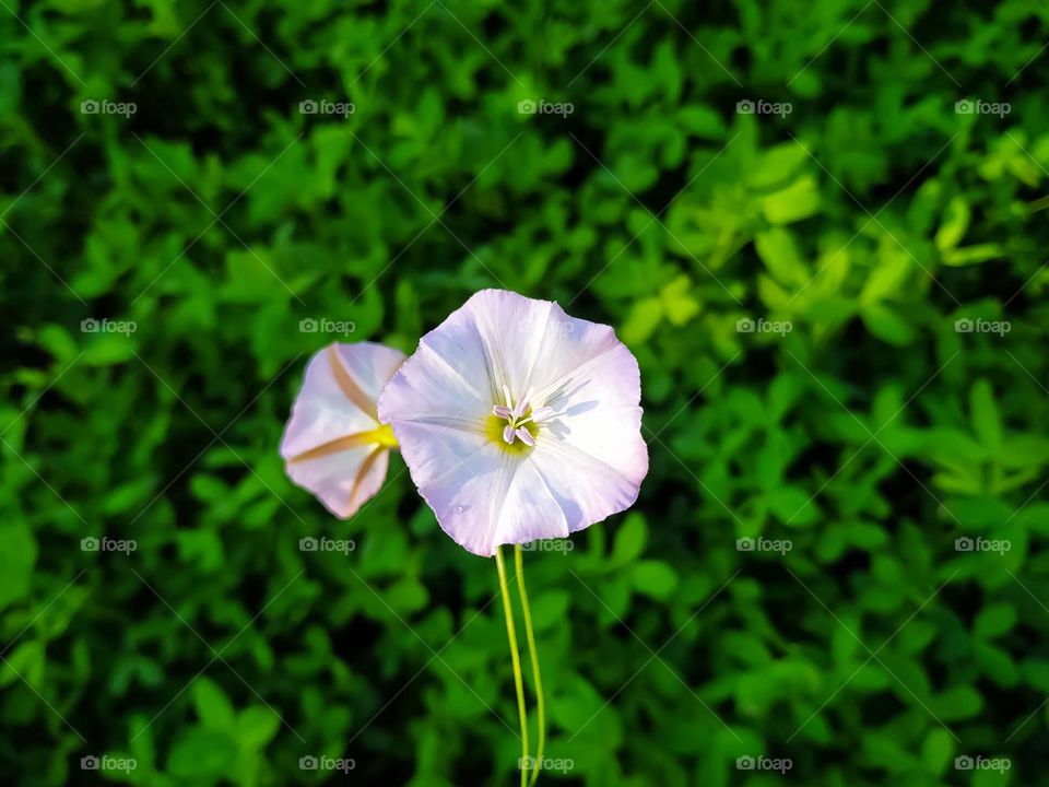 A closeup shot of a bindweed flower and the green leaves in the background