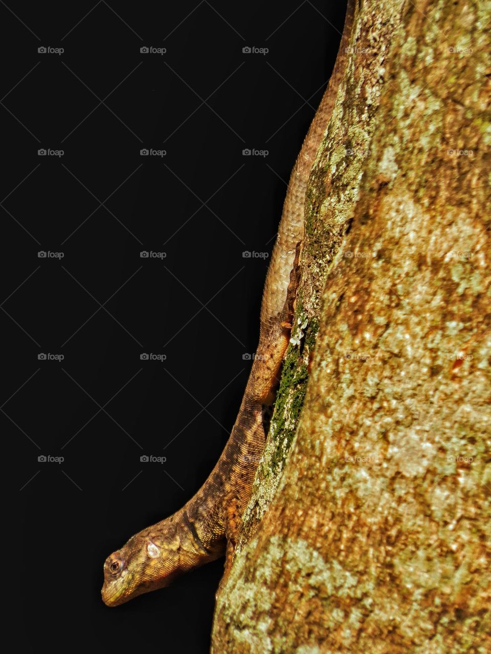 Little lizard on a tree