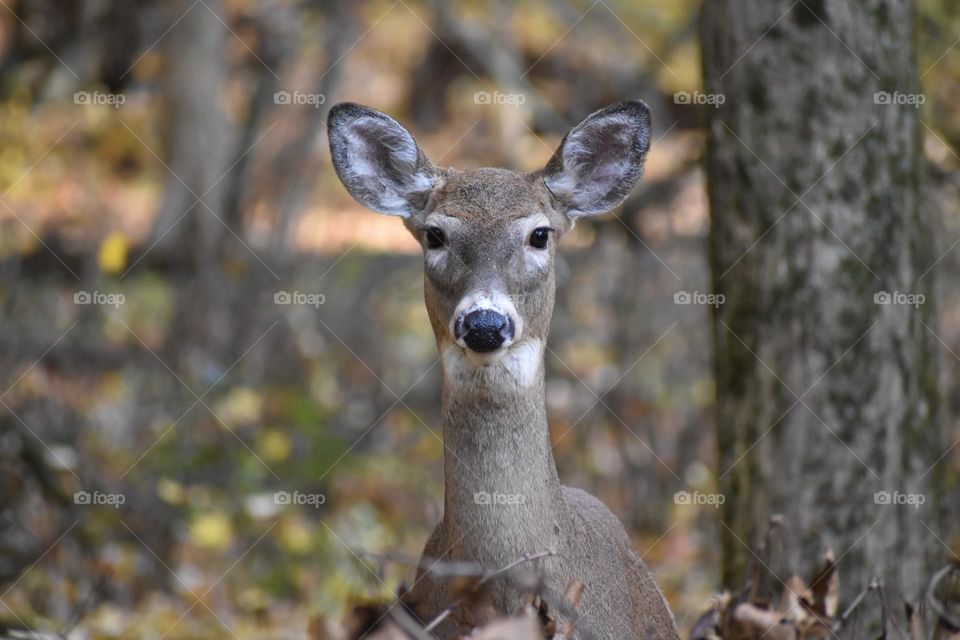A doe peering through the brush