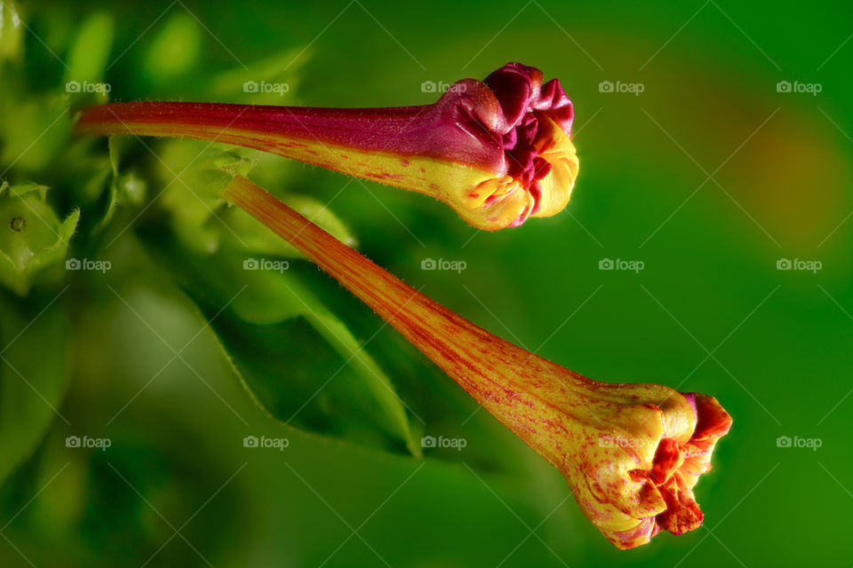 Mirabilis flower