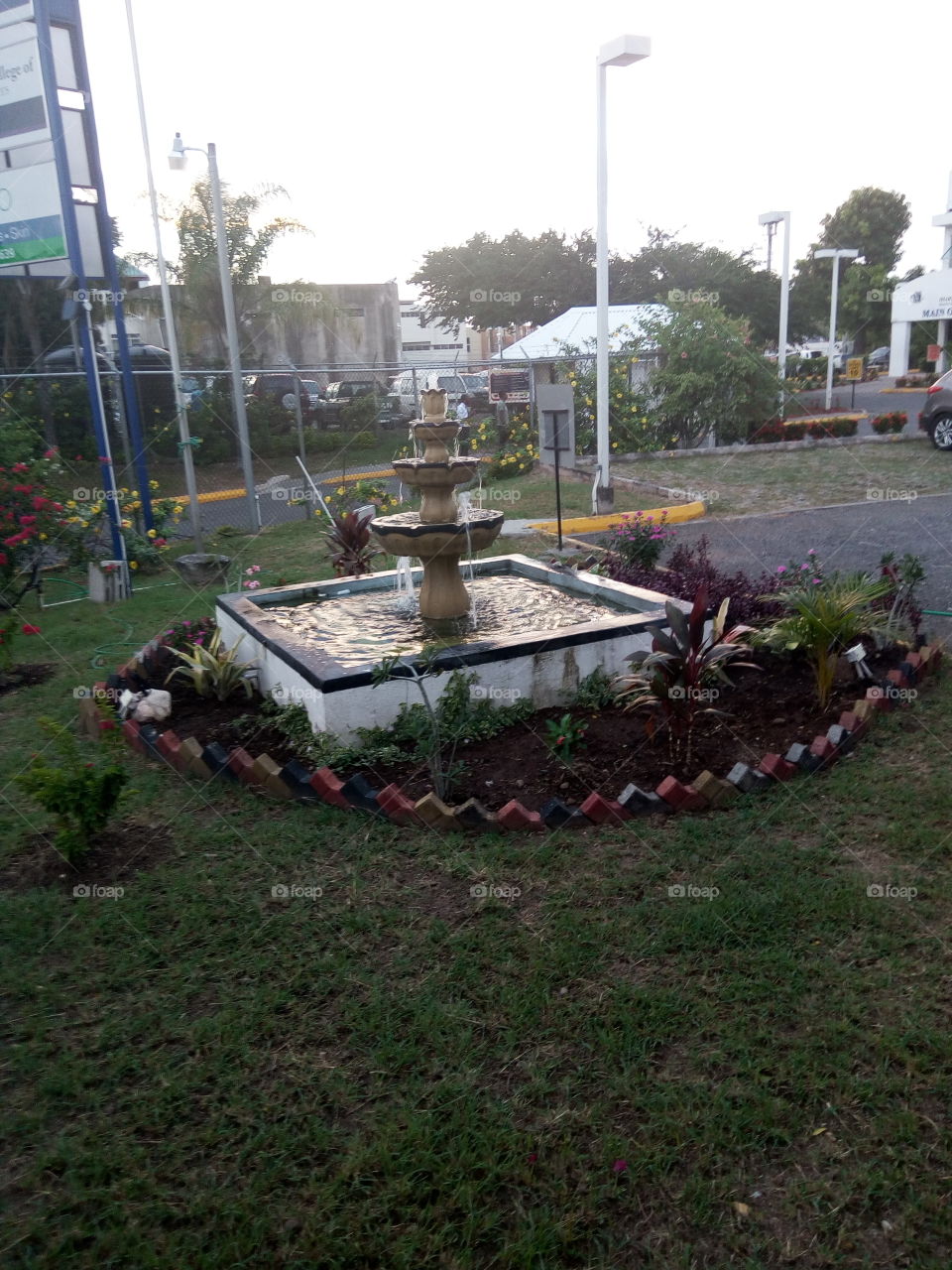 Garden, No Person, Flower, Tree, Park