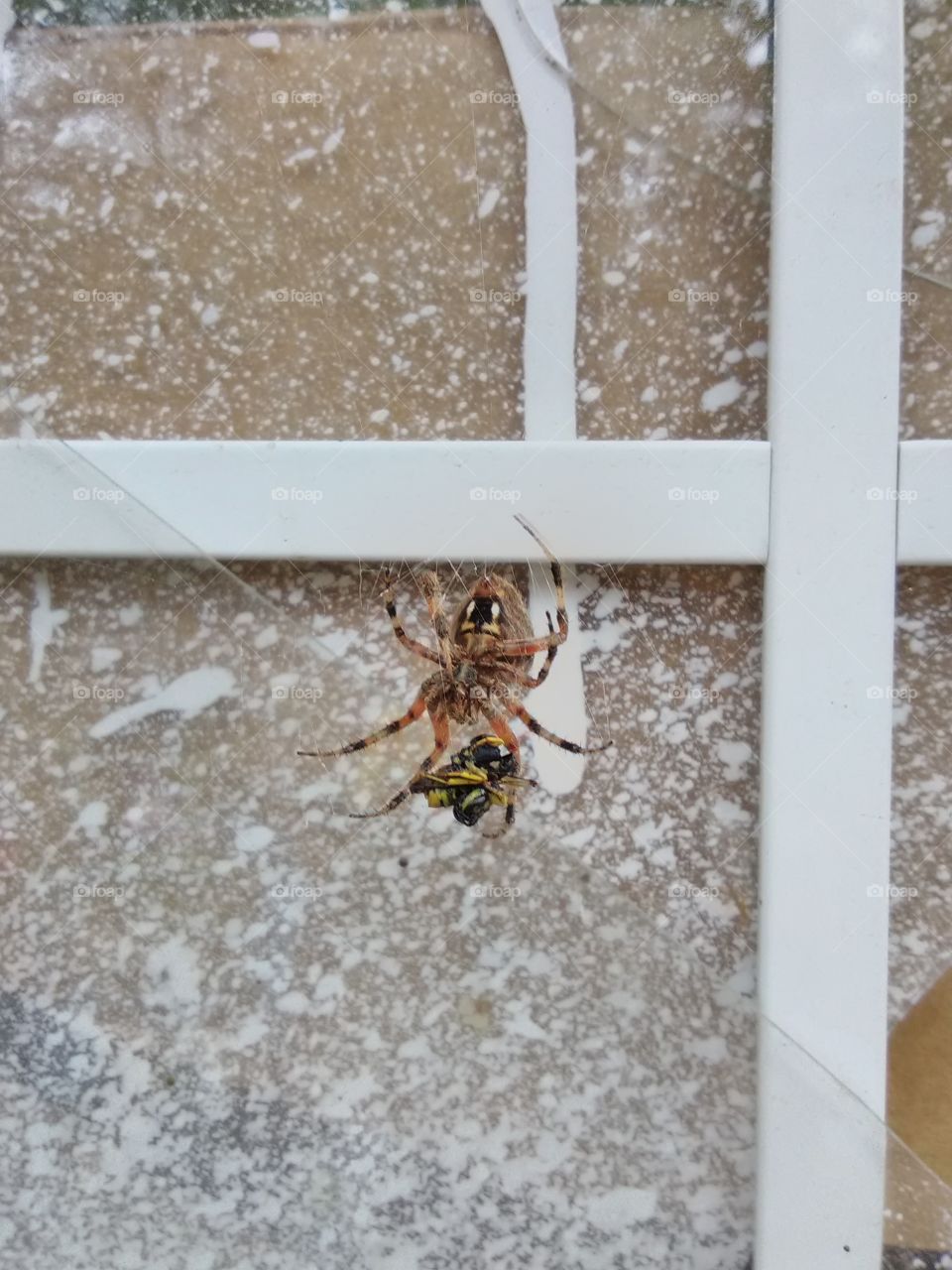 spider eating yellowjacket