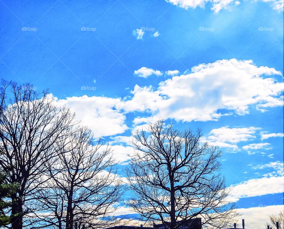 Bare trees versus cloudscape 