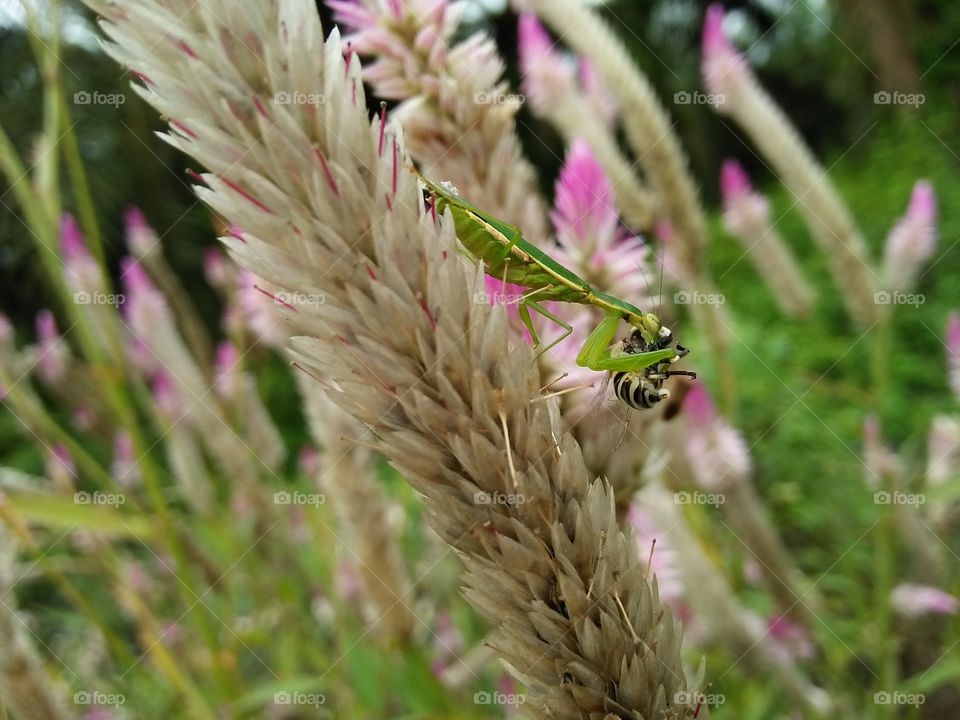 Grasshopper on the flowers