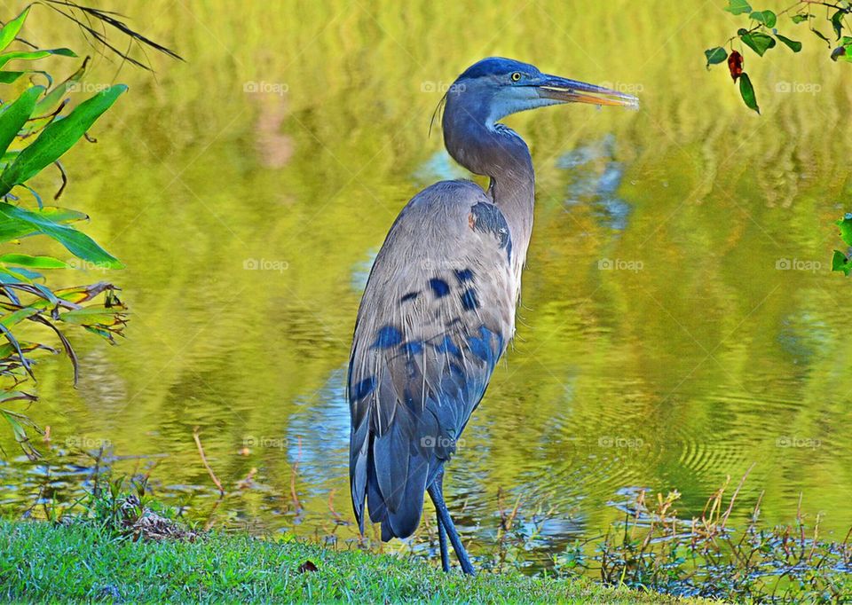 Great Blue