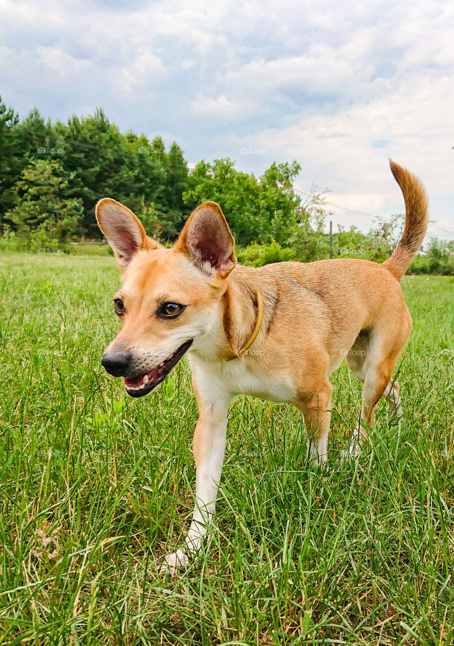 Running dog