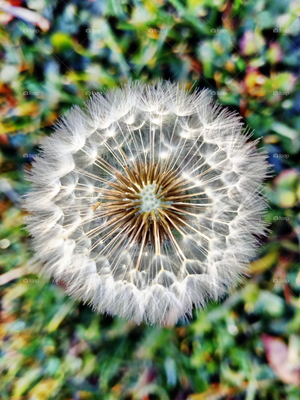 dandelion seeds