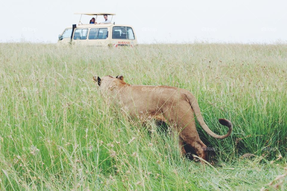 Lioness stealthily heading toward safari van 