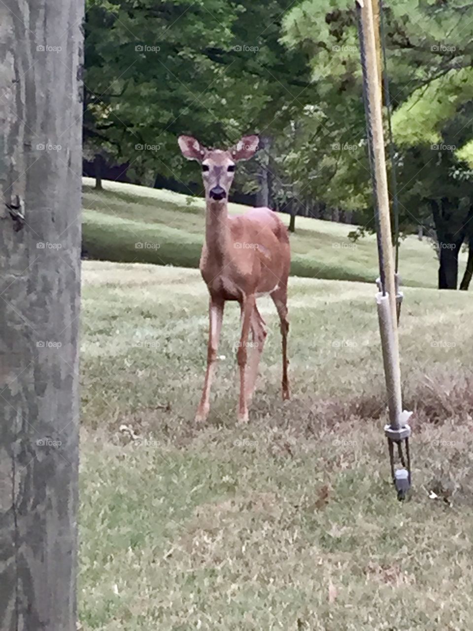 Hello deer!